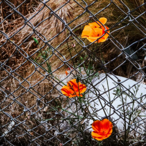 Flowers will Bloom
